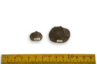 F 01613
<br/>
<br/>
<em></em>